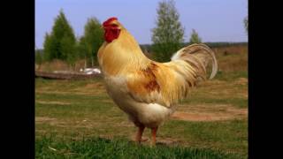 Самые крупные породы Самые крупные породы