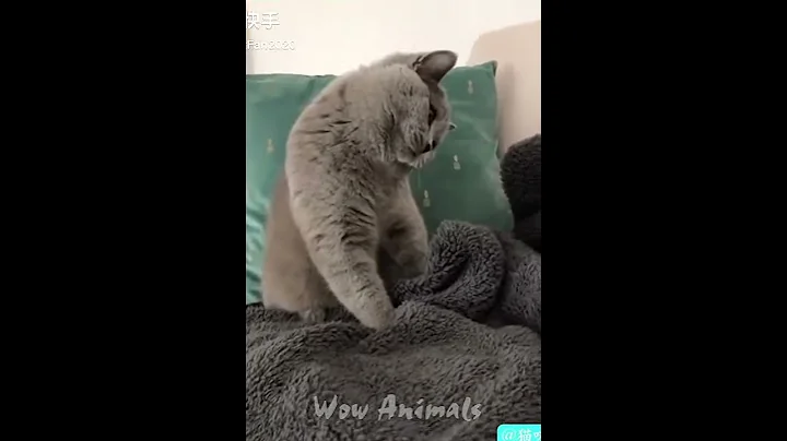 Watch the video about Funniest Cats 😹 - Don't try to hold back Laughter #shorts