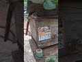 #bee #Játai #mel #meliponario
