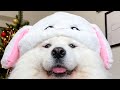 Cutest Bunny Dog Ever 🐰 I VLOGMAS WEEK 3