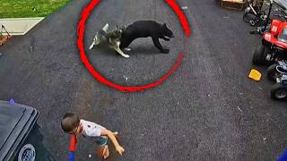 Faithful Husky Saves 6-Year-Old Boy From Charging Black Bear