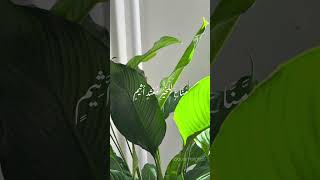 #تفسير #quran #تلاوة ‎سُورَةُ القلم    - منصور السالمي Surah Al Qalam - Mansour Al Salmi