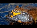 Nature sounds – European fire-bellied toad (Bombina bombina)