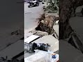 Person Narrowly Escapes Being Crushed As Huge Tree Falls During Violent China Windstorm