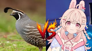 A Cute Rabbit Pippa Reacts To A Cute Quail Kevin