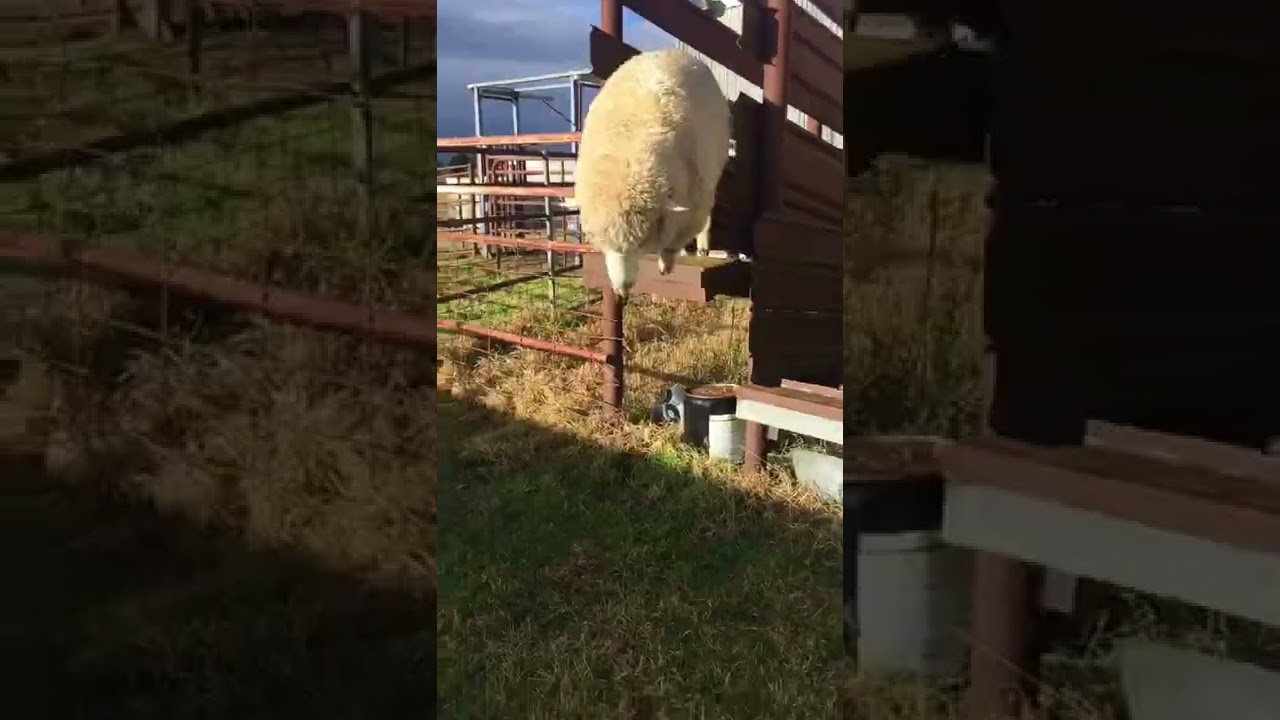 Sheep music video not my Audio I thought I would try it out please don