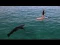 Great White Invasion - Paddling With a Shark