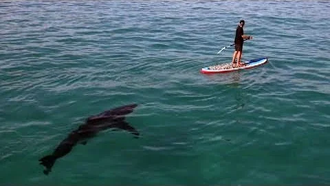 Great White Invasion - Paddling With a Shark
