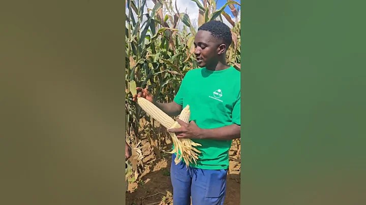 Seed Co Group Agronomy 85th Anniversary INSIGHTS #Zimbabwe #itstartswiththerightseed