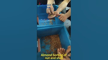 Almond Separation of Nut and Shell Color Sorter#machine #almond #color sorting#food sorting