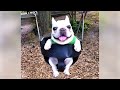 SMALL PETS are the FUNNIEST &amp; CRAZIEST - LAUGH super hard!