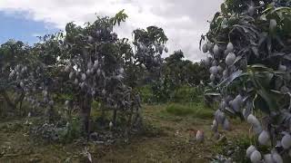 Manga Palmer - Toalete ( Limpeza de fruto).