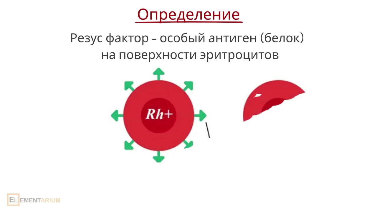 Доклад: Резус-фактор и резус конфликт