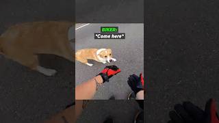 Biker Rescues Puppy That Escaped From Home 🐶