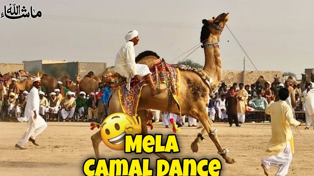 Фестиваль танцев верблюдов в пустыне Пакистана | Традиционное шоу верблюдов Мела 2026