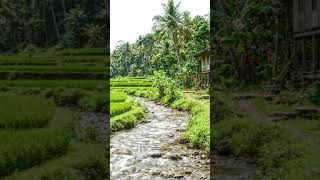 Close-Up River Flow 💧 Realistic Water Sounds for Deep Focus