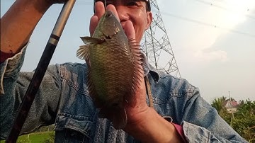 Tiếp tục chiến hai môn phối hợp dính toàn cá lóc khủng, rô nái.