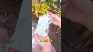 真的只是帮忙浇水吗，那草莓到底是谁偷吃的#猫 #lucky #cat #萌寵 #cute #funny #日常 #shorts