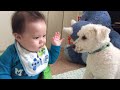 Dog Videos 15 Cute Dogs and Babies are Best Friends - Dogs Babysitting Babies Video