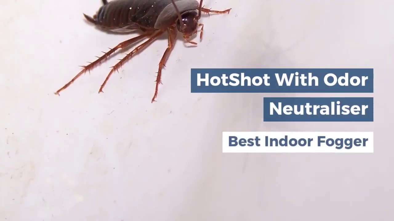 Top 10 Ready to Use Roach Fogger On the Market YouTube