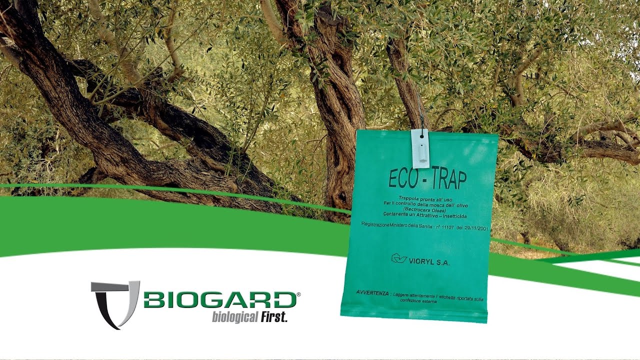 ECO-TRAP®: trappole per la tecnica dell’attract & kill della Mosca dell’Olivo