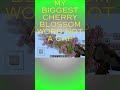 my biggest cherry blossom world not a cap #cherryblossom #shorts #minecraft