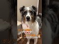 【謹賀新年】今年もよろしくね🐶ボンパピ劇場から新年のご挨拶🎍