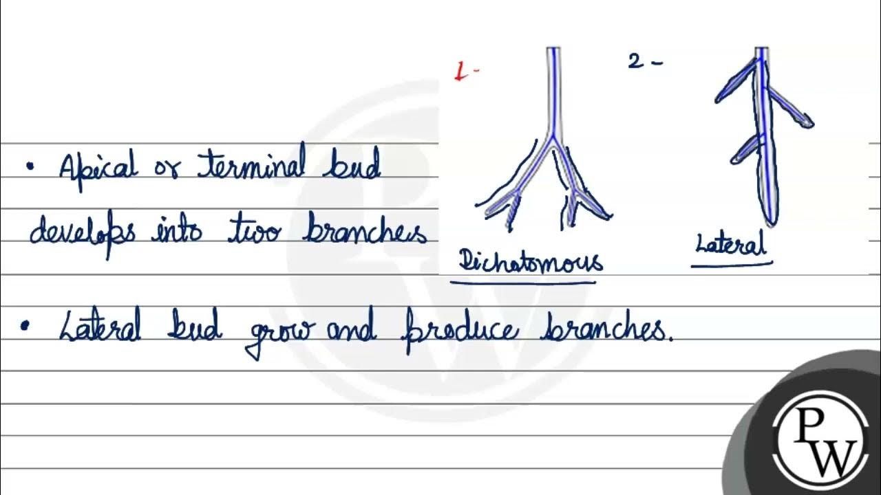 Stem branching is of two types dichotomous and lateral write about
