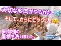 【多肉植物】😱大切な多肉がやられたー💦 そして、さらにビックリ‼️😵 多肉棚の屋根を洗いました。