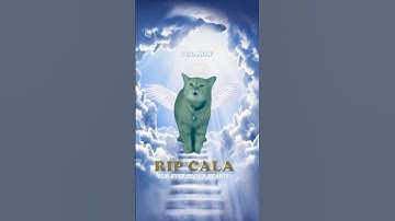 RIP CALA 🕊️ (I Go Meow Cat)