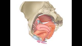 Development Of The Genital System 2