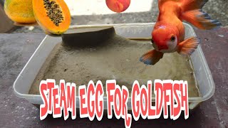 how to make best steam egg for GOLDFISH (GROOMING)
