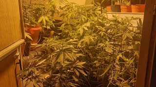 These plants are Hench incredible bulk gg4 dozy doz strains π€ π₯³ π€π₯³