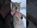 Un Lynx A été Sauvé D Une Situation Périlleuse Dans La Nature AmoureuxDesAnimaux mp3