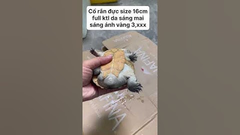 Rùa Cổ Rắn #turtle