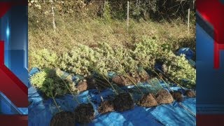 History-making marijuana bust in Manitowoc County