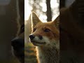 "wo die Wälder atmen"#germanicmusic #waldmusik #naturklänge #germanisch #mystisch #waldleben #fuchs