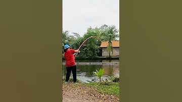 Câu cá tra bằng cần 2 khúc đặc #shorts | Dã Ngoại Cùng Lan