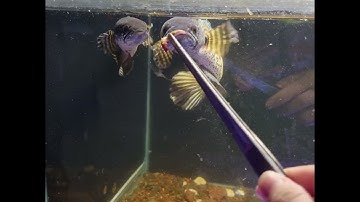 cá lóc nữ hoàng đã ghép cặp