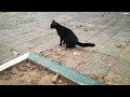 black cat at school