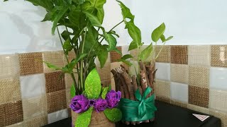 🍀Indoor plant set and🏺 Pot work