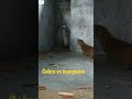Cobra Vs Mongoose Fight Cobra Vs Mongoose Fight