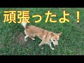 【野犬】愛ちゃんと保健所から来た脱糞くんペアにしてみましたAnimal Rescue Nursing