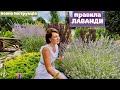Повна інструкція по вирощуванню ЛАВАНДИ Посадка Догляд Обрізка влітку Розмноження лаванди