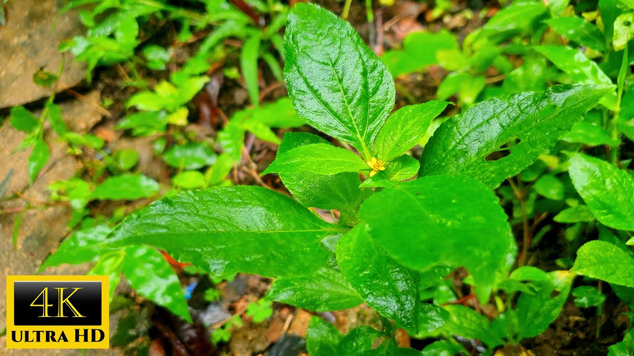 Nature's Masterpiece in 4K UHD: Hidden Wonders of the Forest Floor