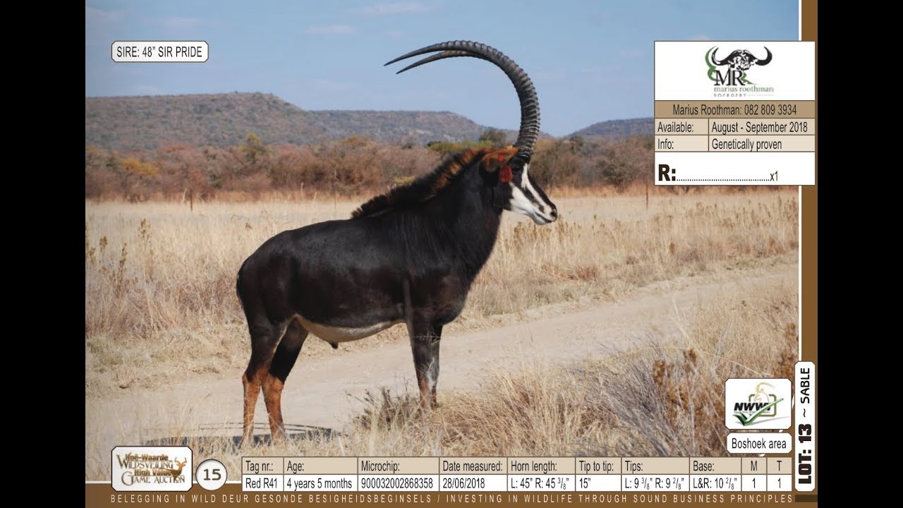 Marius Roothman Sable from Marius Roothman Boerdery - YouTube