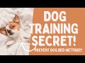 How to Stop Your Dog from Peeing on Your Bed: Effective Solutions