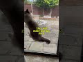 Stuck inside #catshorts #cat #animallovers #catlovers #cute #funnycat