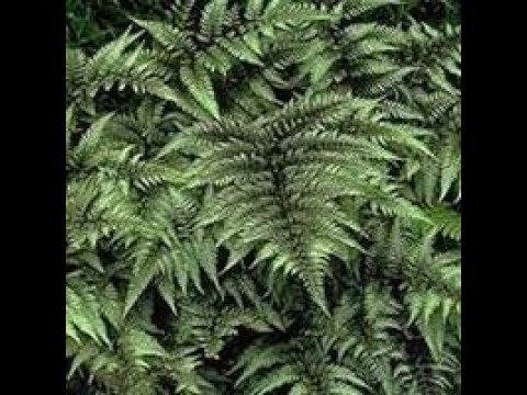 Video: Cold Hardy Fern Plants – Informace o Garden Ferns Hardy To Zone 3