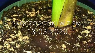 80.Skoczogonki w bananowcach zwalczanie13.03.2020